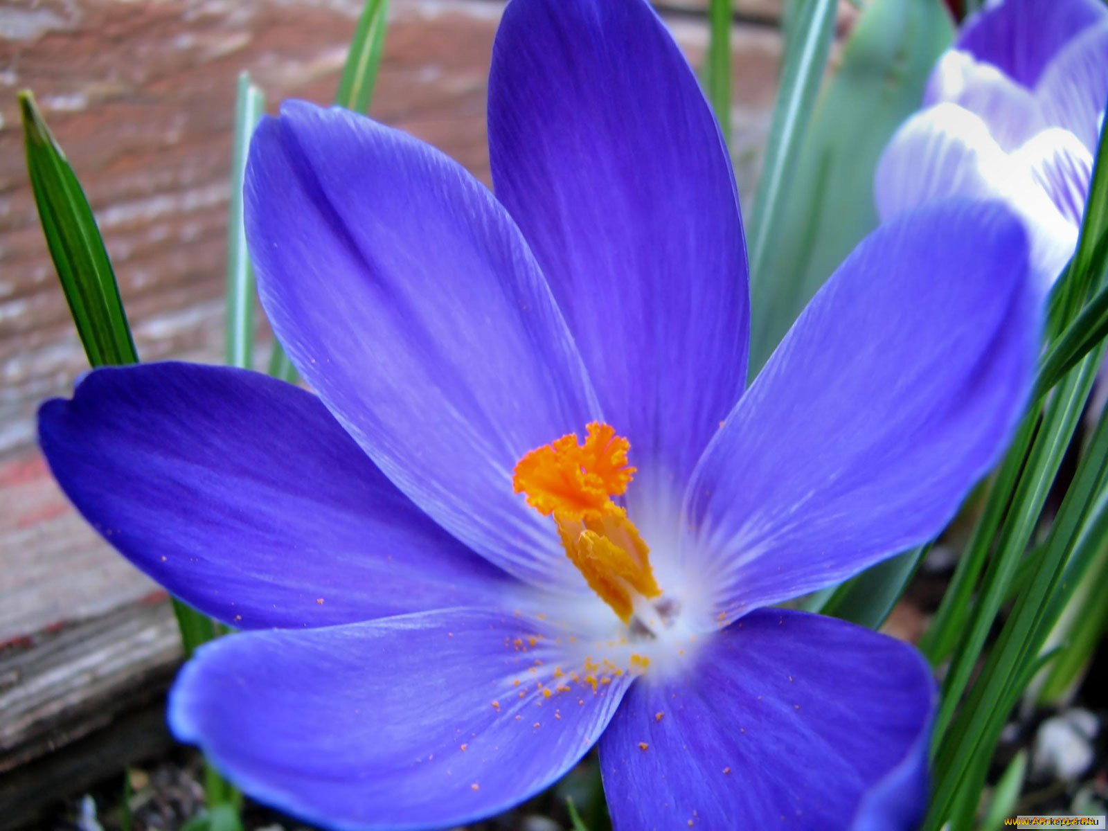 Крокус синий цветок